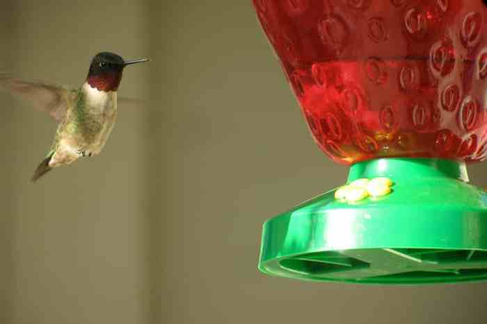 Is food coloring harmful to hummingbirds