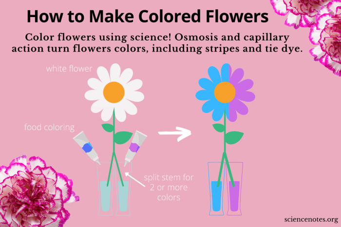 Food coloring in flowers