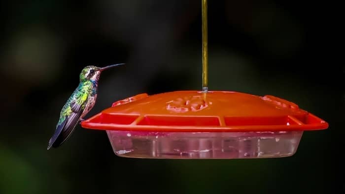 Dye hummingbirds harmful hummingbird